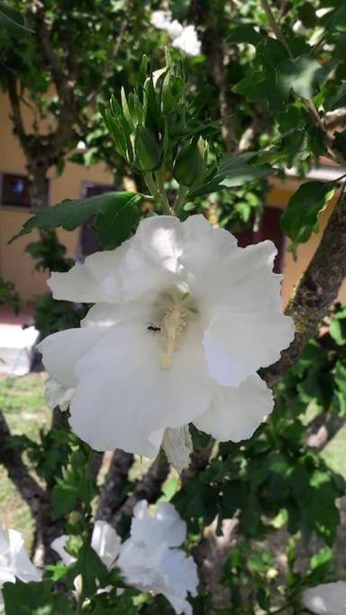 Casa Vacanze La Cicala Pontremoli Kültér fotó